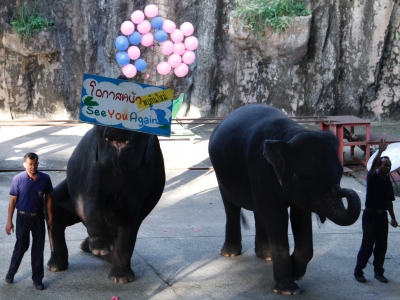 Sriracha Tiger Zoo - Pattaya